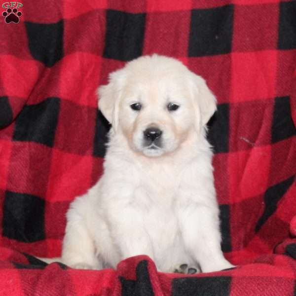 Tessa, English Cream Golden Retriever Puppy